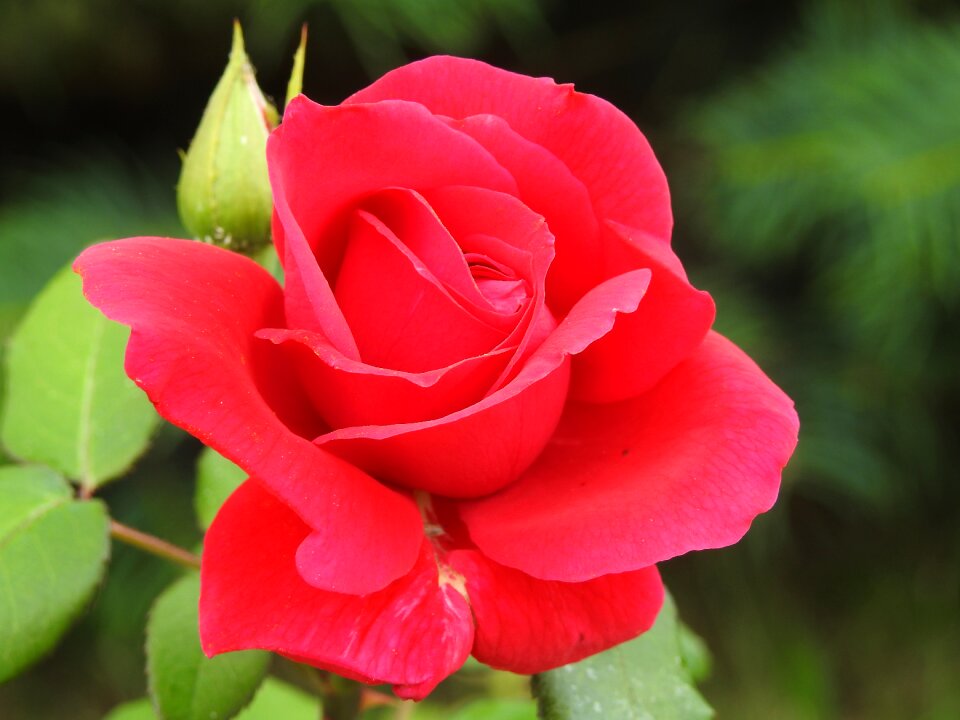 Flower red plant