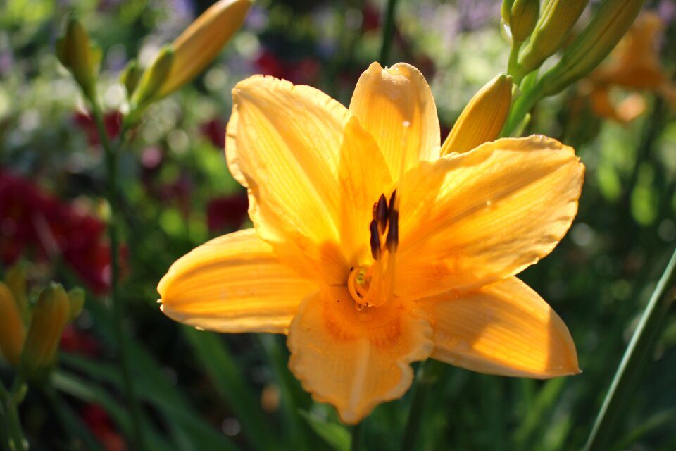 Nature blossom lily photo