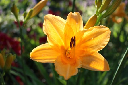 Nature blossom lily