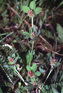 Trifolium striatum1 eF