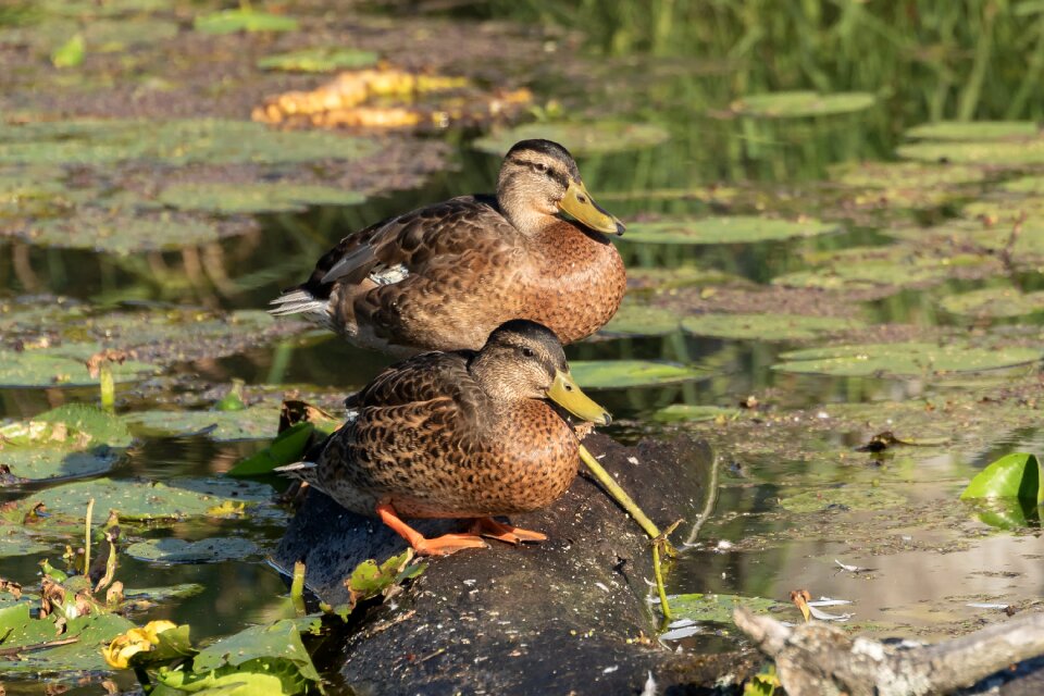 Spring lake nature animal