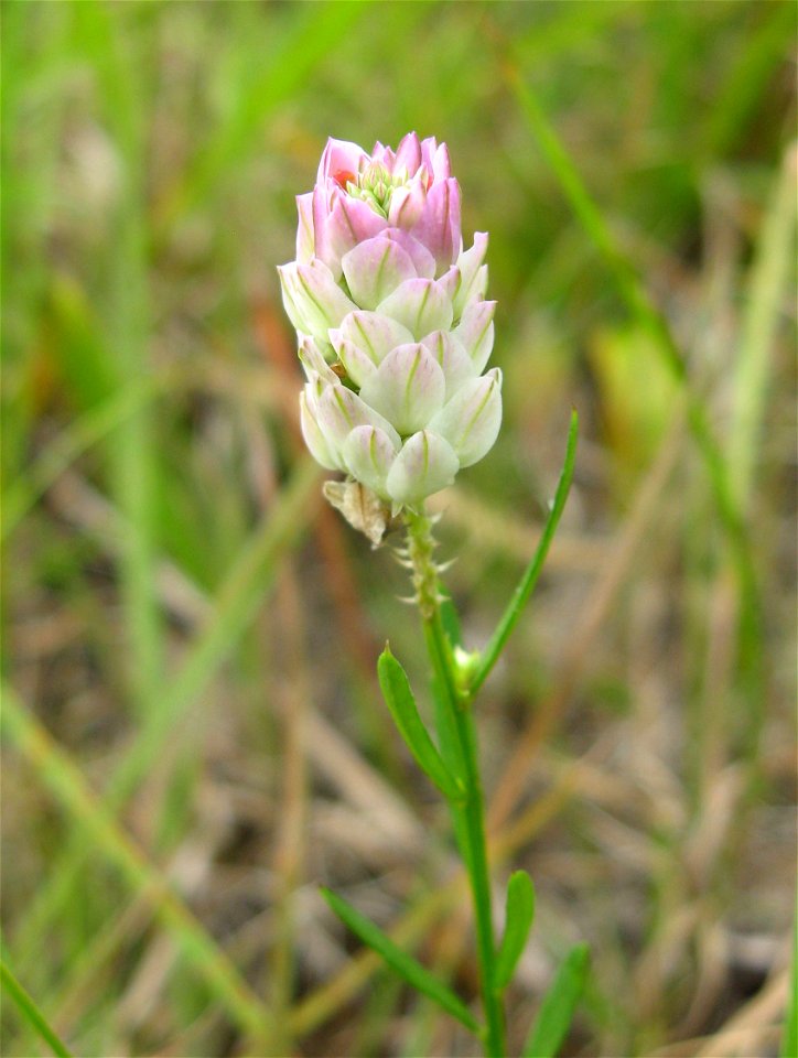Polygala sanguinea at Hazel Dell Meadow, a wet barren in Pulaski County, Kentucky.
