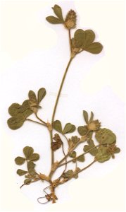 Trifolium striatum, eigener Herbarbeleg von 1985, Unterfranken