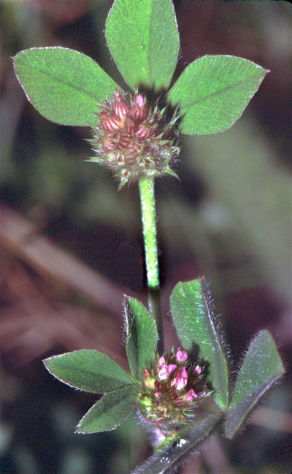 Trifolium striatum eF