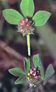 Trifolium striatum eF photo