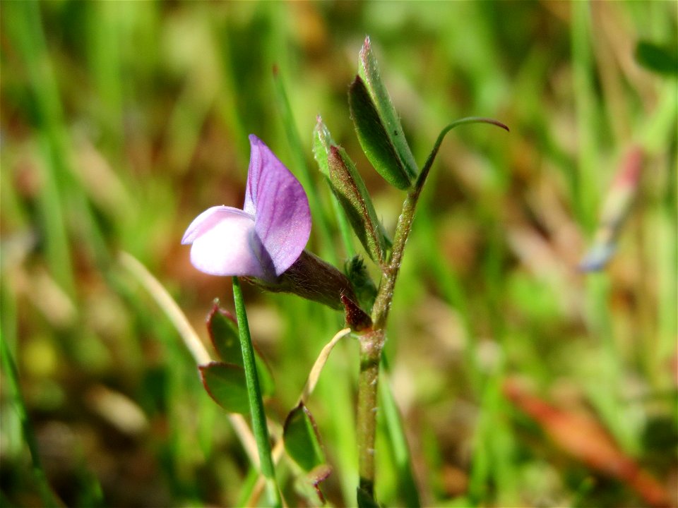 Platterbsen-Wicke (Vicia lathyroides) in Hockenheim