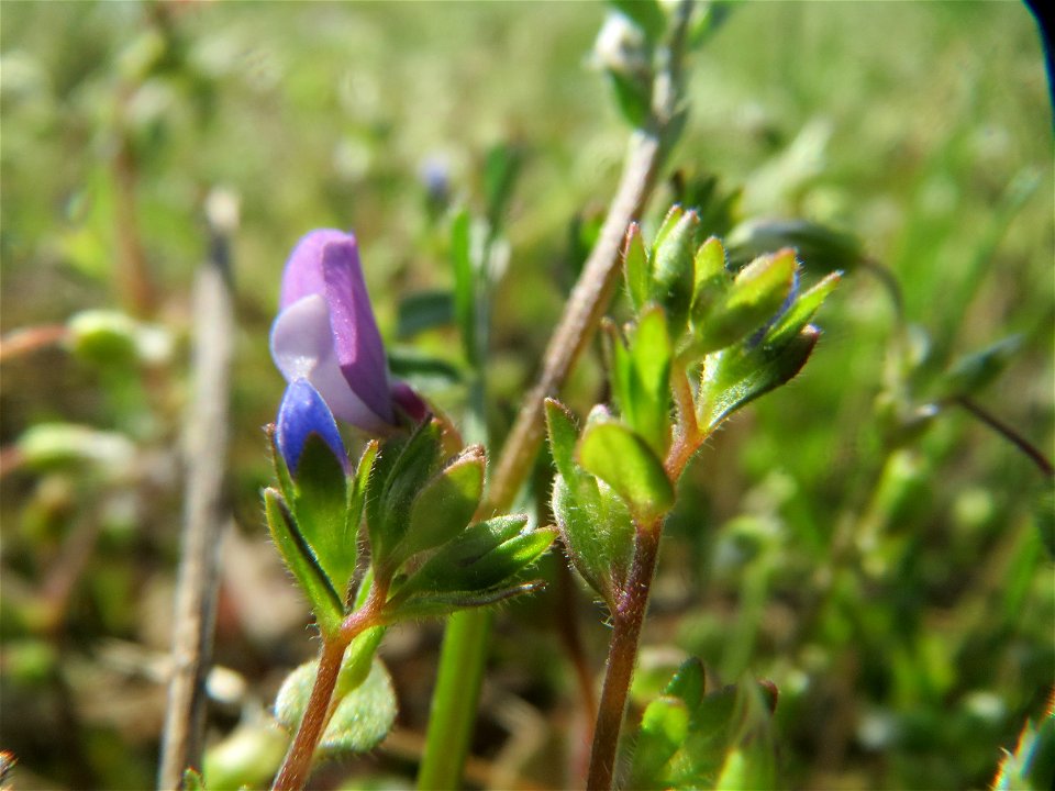 Platterbsen-Wicke (Vicia lathyroides) in Hockenheim