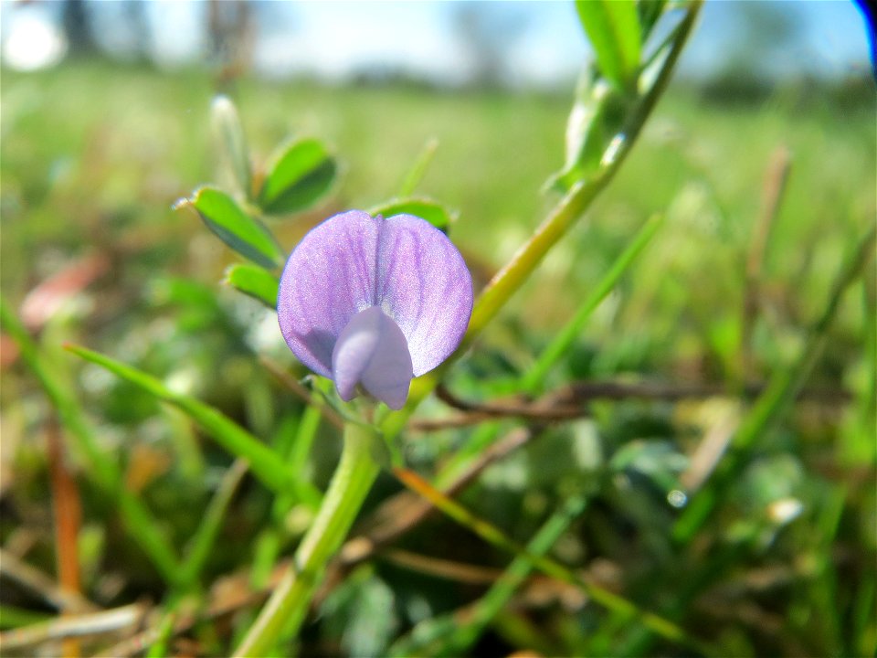 Platterbsen-Wicke (Vicia lathyroides) in Hockenheim