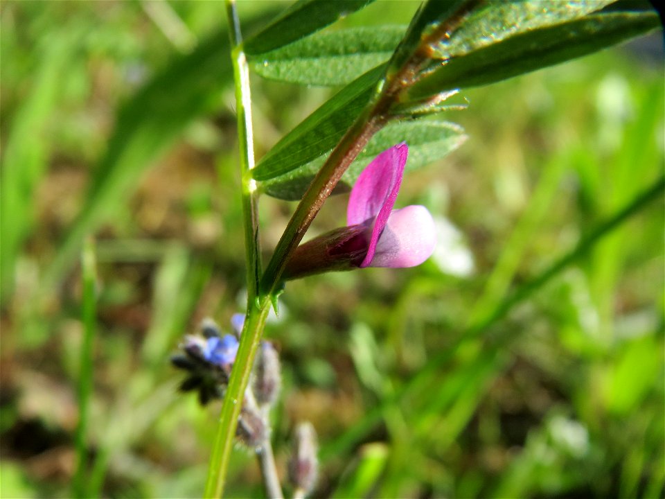 Platterbsen-Wicke (Vicia lathyroides) bei Reilingen