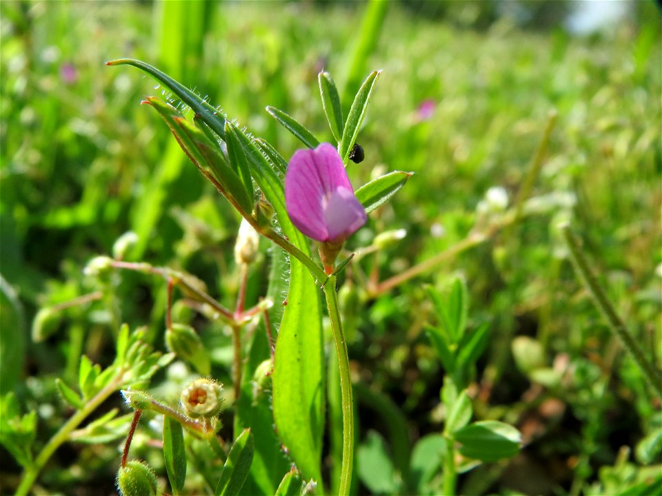 Platterbsen-Wicke (Vicia lathyroides) in Hockenheim
