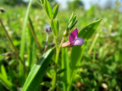 Platterbsen-Wicke (Vicia lathyroides) in Hockenheim