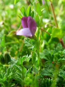 Die winzige Platterbsen-Wicke (Vicia lathyroides) in Hockenheim