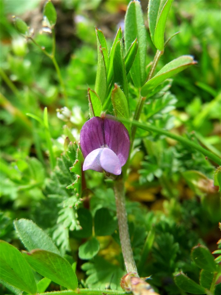 Die winzige Platterbsen-Wicke (Vicia lathyroides) in Hockenheim