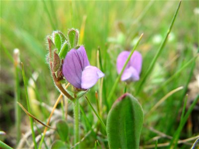 Die winzige Platterbsen-Wicke (Vicia lathyroides) in Hockenheim