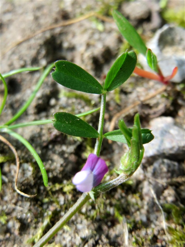 Die winzige Platterbsen-Wicke (Vicia lathyroides) in Hockenheim