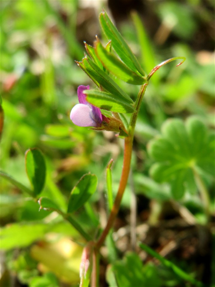 Platterbsen-Wicke (Vicia lathyroides) auf einer Streuobstwiese in Hockenheim