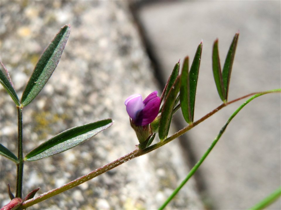 Platterbsen-Wicke (Vicia lathyroides) auf einem Grünstreifen zwischen Eisenbahnstraße und Am Damm in Hockenheim