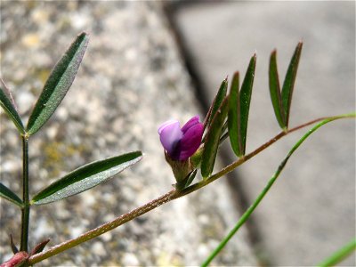 Platterbsen-Wicke (Vicia lathyroides) auf einem Grünstreifen zwischen Eisenbahnstraße und Am Damm in Hockenheim