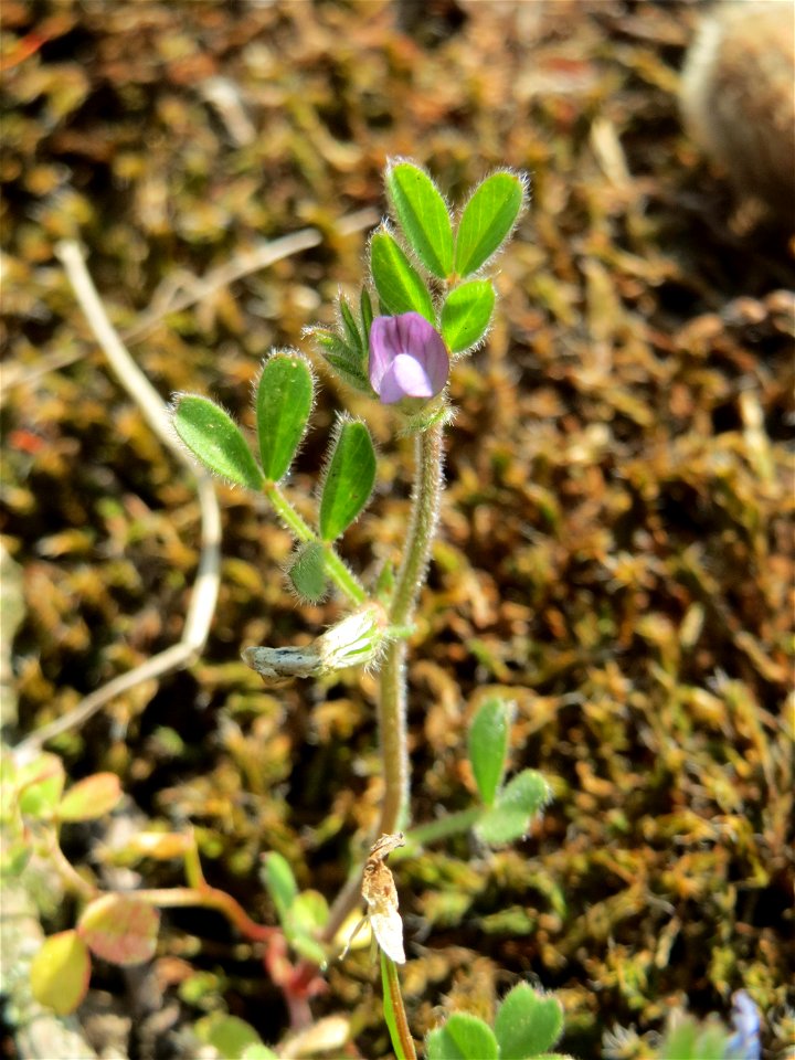 Platterbsen-Wicke (Vicia lathyroides) auf einem Grünstreifen zwischen Eisenbahnstraße und Am Damm in Hockenheim