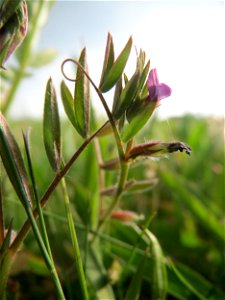 Die winzige Platterbsen-Wicke (Vicia lathyroides) auf einer regelrechten Wicken-Wiese mit diversen Vicia-Arten in Hockenheim-Talhaus