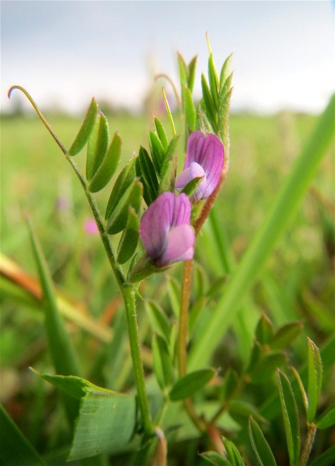 Die winzige Platterbsen-Wicke (Vicia lathyroides) auf einer regelrechten Wicken-Wiese mit diversen Vicia-Arten in Hockenheim-Talhaus