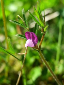 Platterbsen-Wicke (Vicia lathyroides) in den Horststückern im Landschaftsschutzgebiet „Hockenheimer Rheinbogen“