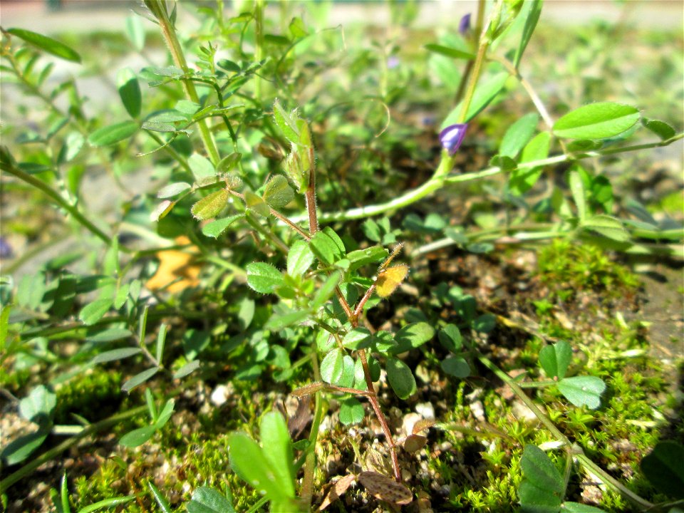 Platterbsen-Wicke (Vicia lathyroides) in Hockenheim