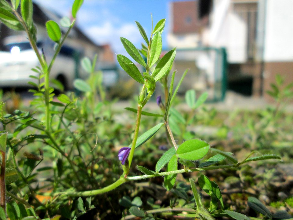 Platterbsen-Wicke (Vicia lathyroides) in Hockenheim