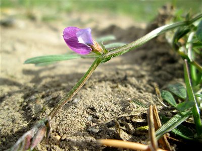 Die winzige Platterbsen-Wicke (Vicia lathyroides) in einem kleinen Sandmagerrasen-Biotop in Hockenheim-Talhaus