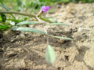 Die winzige Platterbsen-Wicke (Vicia lathyroides) in einem kleinen Sandmagerrasen-Biotop in Hockenheim-Talhaus