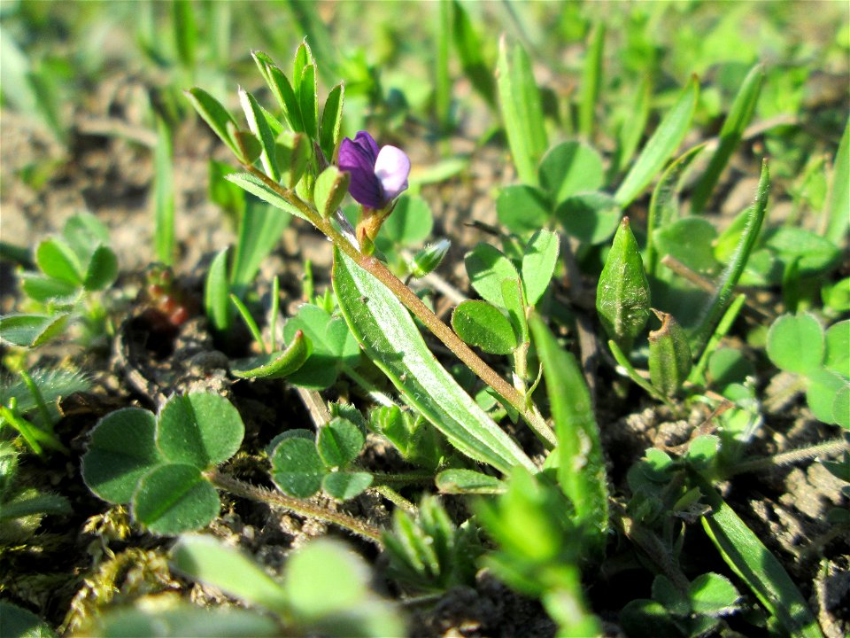 Platterbsen-Wicke (Vicia lathyroides) auf einer Streuobstwiese in Hockenheim