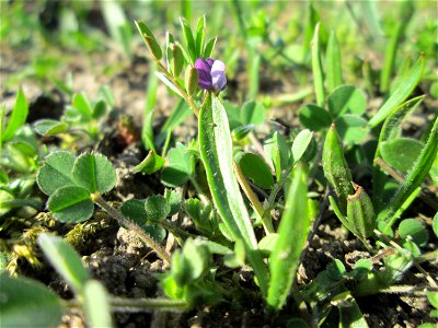 Platterbsen-Wicke (Vicia lathyroides) auf einer Streuobstwiese in Hockenheim