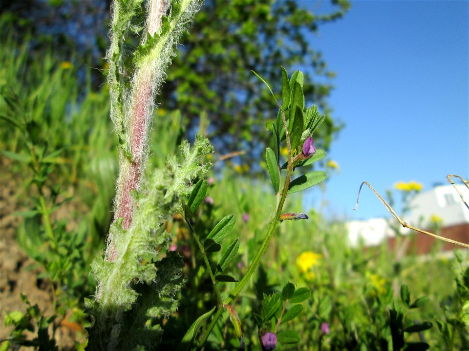 Platterbsen-Wicke (Vicia lathyroides) am Straßenrand in Hockenheim
