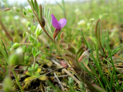 Platterbsen-Wicke (Vicia lathyroides) auf einer Parkplatzwiese in Hockenheim