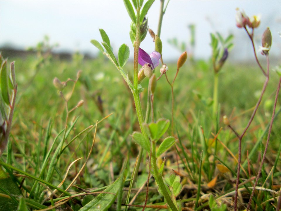Platterbsen-Wicke (Vicia lathyroides) auf einer Parkplatzwiese in Hockenheim