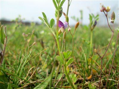 Platterbsen-Wicke (Vicia lathyroides) auf einer Parkplatzwiese in Hockenheim