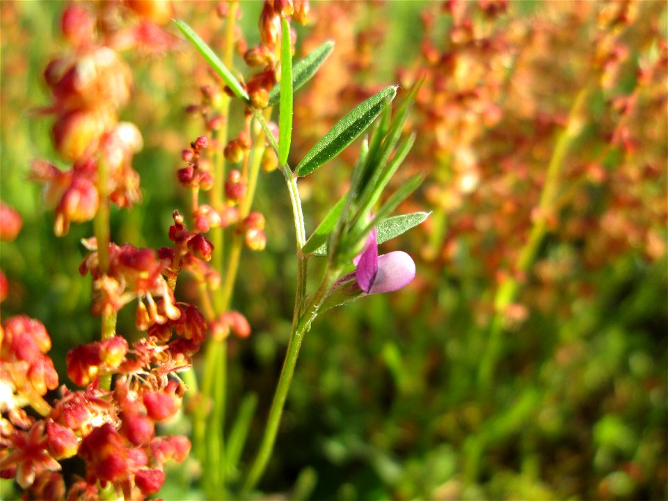 Die winzige Platterbsen-Wicke (Vicia lathyroides) auf einer Parkplatz-Wiese in Hockenheim