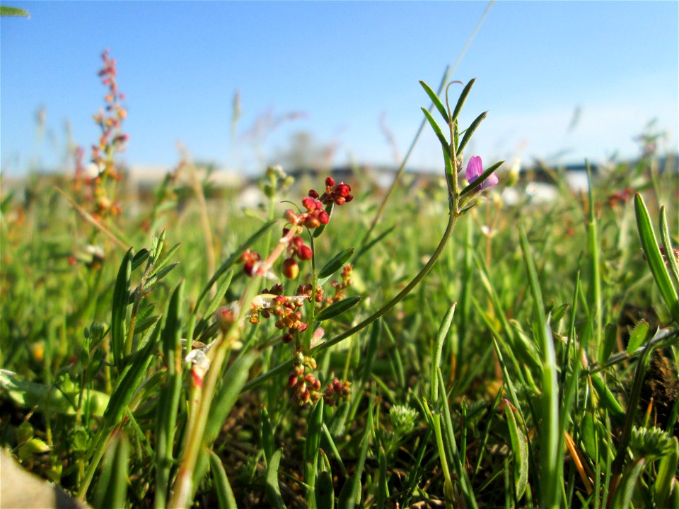 Die winzige Platterbsen-Wicke (Vicia lathyroides) auf einer Parkplatz-Wiese in Hockenheim