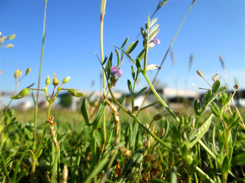 Die winzige Platterbsen-Wicke (Vicia lathyroides) auf einer Parkplatz-Wiese in Hockenheim