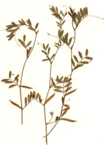 Vicia lathyroides, eigener Herbarbeleg