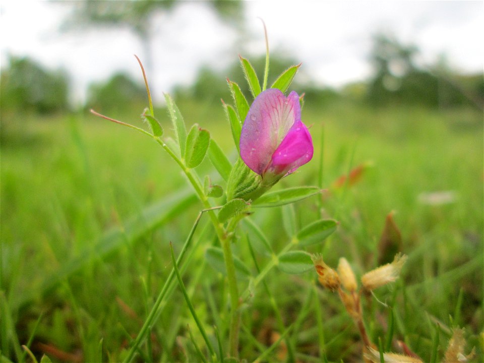 Platterbsen-Wicke (Vicia lathyroides) auf einer Streuobstwiese in Hockenheim
