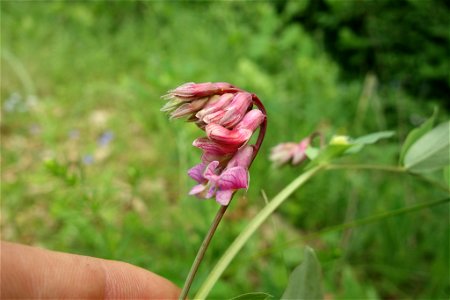 Vicia pisiformis