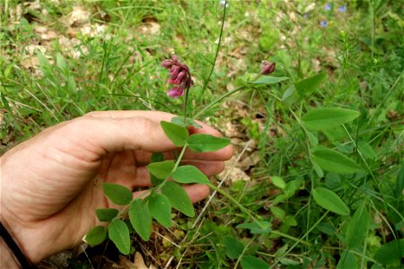 Vicia pisiformis
