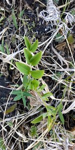 Vicia pisiformis