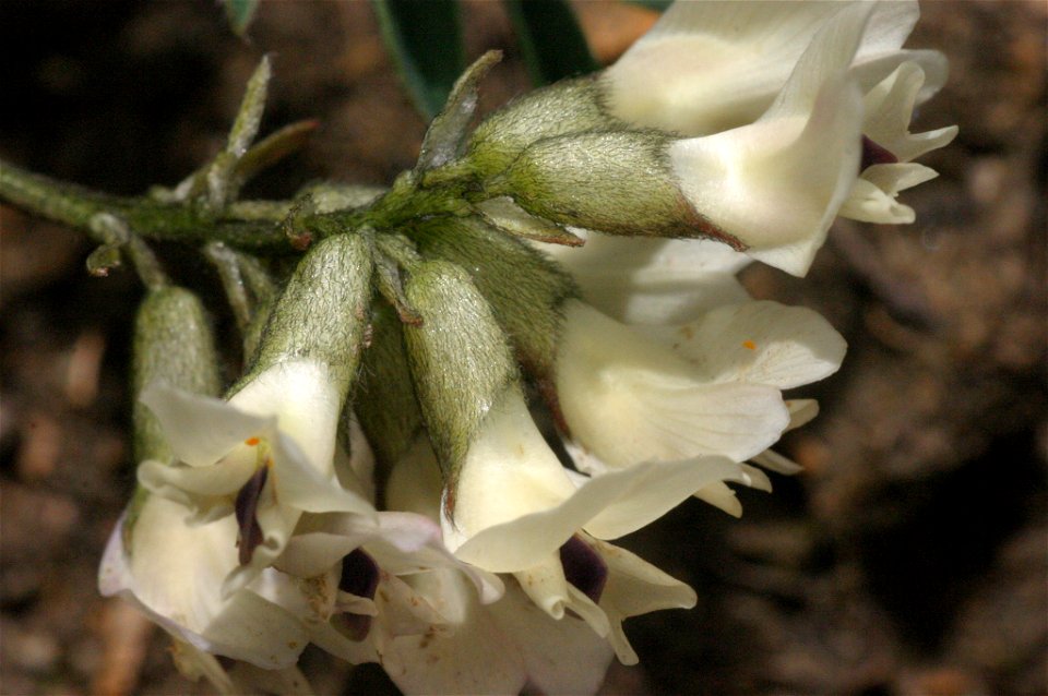 Astragalus australis
