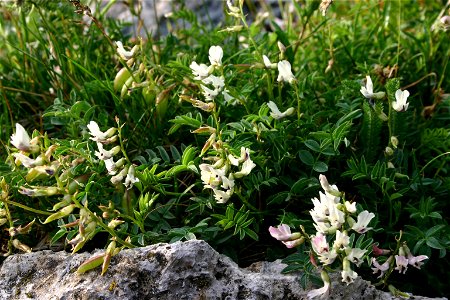 Astragalus australis
