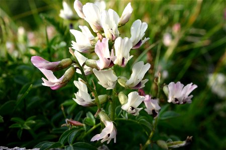 Astragalus australis