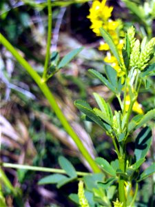 Melilotus sulcatus leaves, Campo de Calatrava, Spain