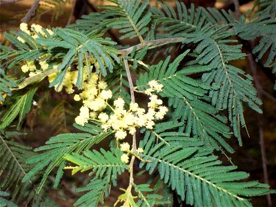 Acacia trachyphloia, labeled at Eurobodalla Botanic Gardens, Batemans Bay, Australia
