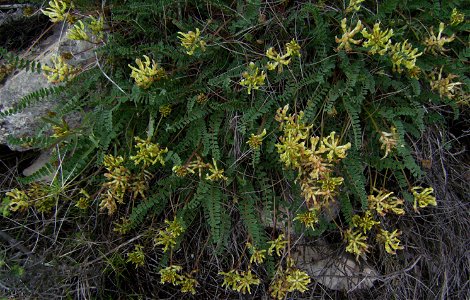 Astragalus monspessulanus flowering plant, Castelltallat, Catalonia